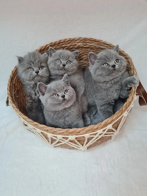 BKH kitten mit Stammbaum. 