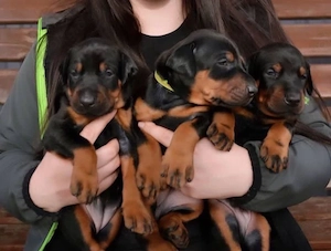 Dobermann welpen