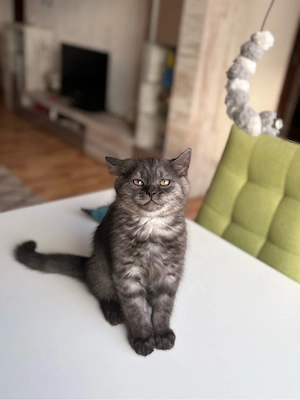 britisch kurzhaar kitten