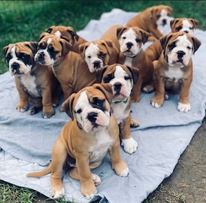 Englische Bulldogge welpen