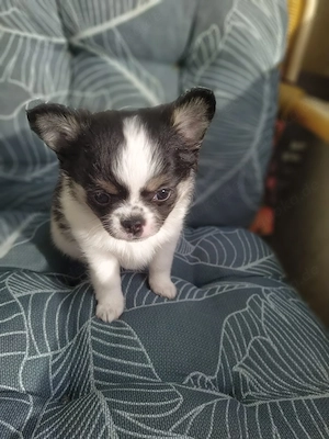 Chihuahua Welpen Männlich 
