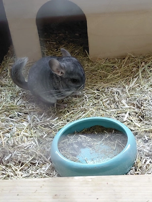 Chinchilla 