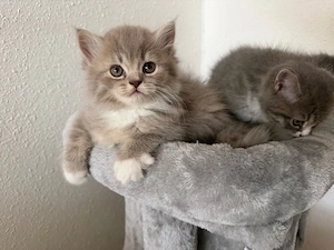 BKH BLH kitten in liebevolle Hände abzugeben