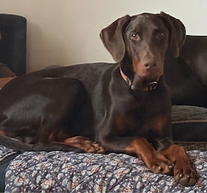 Dobermann 8. Mon. sucht neues zuhause