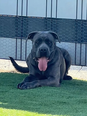 Prachtvolle Cane Corso Welpen Ab sofort abgabebereit!