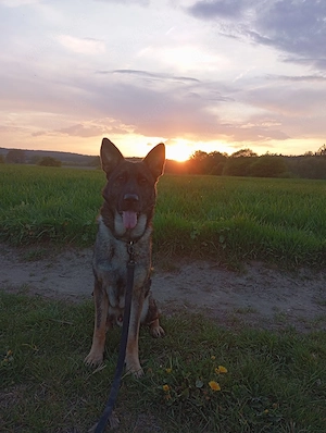Deutscher Schäferhund fast 3 Jahre 