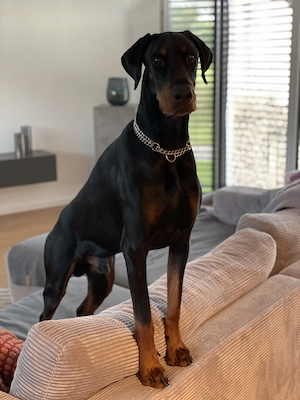 Dobermann Rüde 1,5 J mit Papieren 