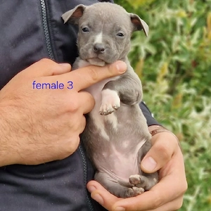 Liebenswerter Hund zu verkaufen   gesund, intelligent und ein toller Begleiter