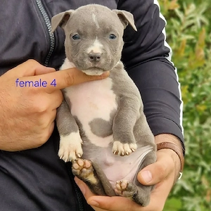 Liebenswerter Hund zu verkaufen   gesund, intelligent und ein toller Begleiter Bild 3