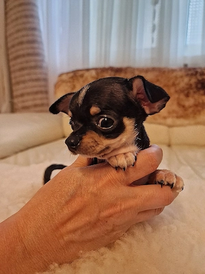 Chihuahua Welpen 