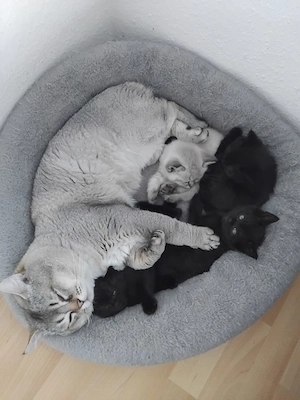 BKH beby Katze 