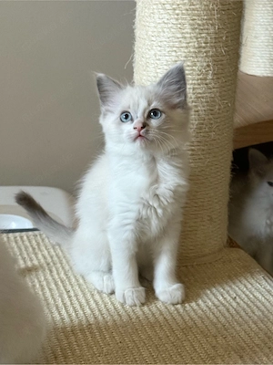Ragdoll Kitten 2 kater und 1 Katze