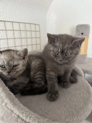 BKH kitten reinrassig abgabebereit