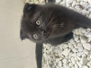 Wunderschönes Britisch Kurzhaar  Maincoon Kitten