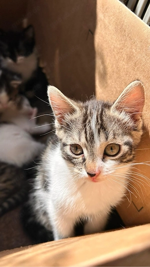 Süße Babykatze sucht liebevolles zuhause