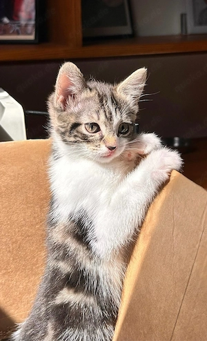 Europäisch Kurzhaar Kitten sucht neues Zuhause