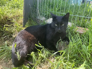 Shorty sucht sein Für-immer-Zuhause 