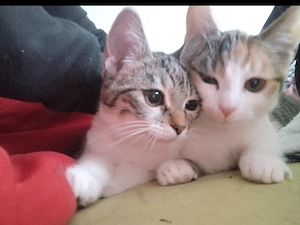 2 Katzen schweren Herzens abzugeben 