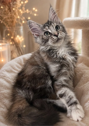 Maine Coon Kitten Mädchen mit Stammbaum