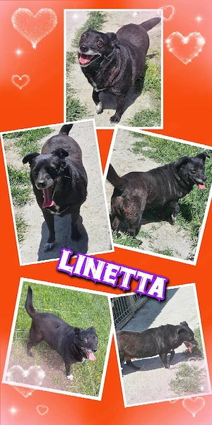 kleine, liebe, freundliche, menschenbezogene Hündin "Linetta" sucht ein schönes Zuhause
