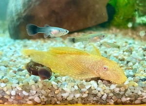 L144 Ancistrus Gold Longfin   Short