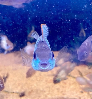 Neonblauer Blaupunktbuntbarsch * Andinoacara pulcher 