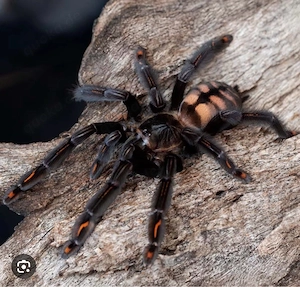 Psalmopoeus irminia