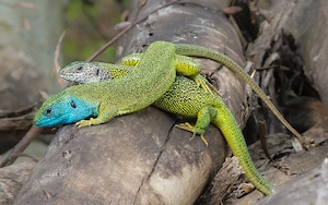 Östliche Smaragdeidechse (Lacerta viridis)