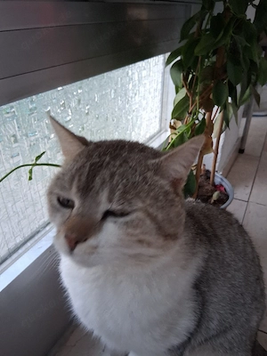 kater abzugeben