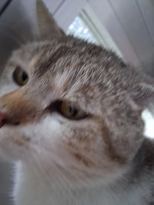 kater abzugeben Bild 2