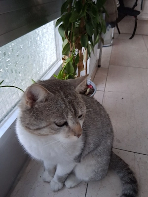 kater abzugeben Bild 3
