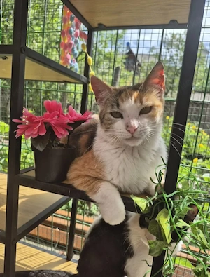 Herinata Freundliche aktive Katze sucht spannende Familie  Bild 2