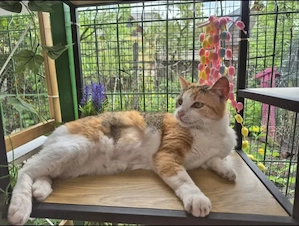 Herinata Freundliche aktive Katze sucht spannende Familie  Bild 3