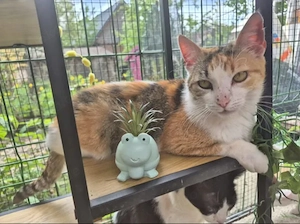 Herinata Freundliche aktive Katze sucht spannende Familie  Bild 4