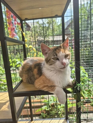 Herinata Freundliche aktive Katze sucht spannende Familie  Bild 6