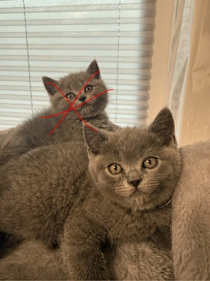 BKH kitten 
