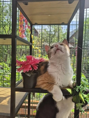 Herinata Freundliche aktive Katze sucht spannende Familie  Bild 5