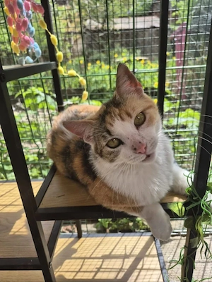 Herinata Freundliche aktive Katze sucht spannende Familie  Bild 9