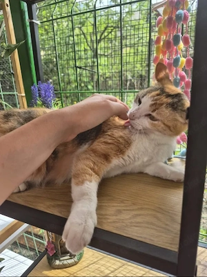 Herinata Freundliche aktive Katze sucht spannende Familie  Bild 7