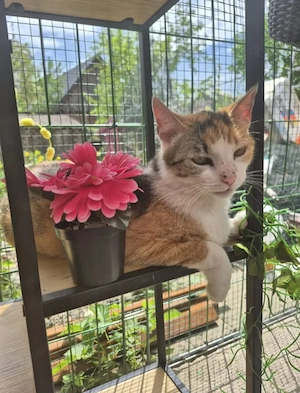 Herinata Freundliche aktive Katze sucht spannende Familie  Bild 8