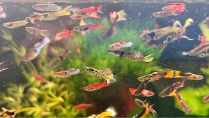Guppy Mix - farbenprächtige Männchen und Weibchen