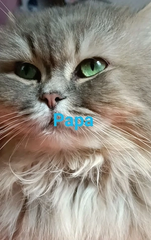 BKH reinrassig  Kitten Junge abholbereit grau blau  Bild 7