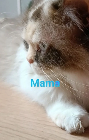 BKH reinrassig  Kitten Junge abholbereit grau blau  Bild 6