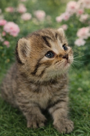 BKH reinrassig  Kitten Junge abholbereit grau blau  Bild 3