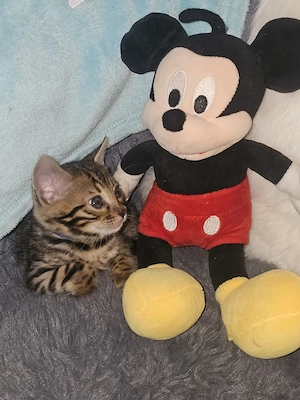 Bengal Kitten 