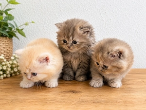 Wunderschöne BKH  Kitten 
