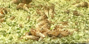 Turmdeckelschnecken