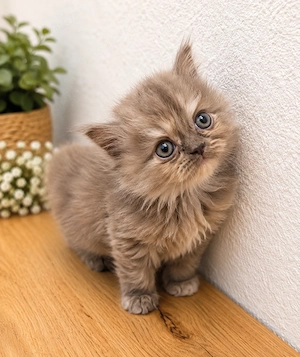 Wunderschöne BKH  Kitten 