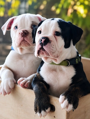 Bezaubernde NEW ENGLISH BULLDOG WELPEN (Familienhund) sind abgabebereit !!!