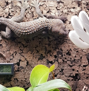 Tokeh, Gekko gecko Jungtiere 